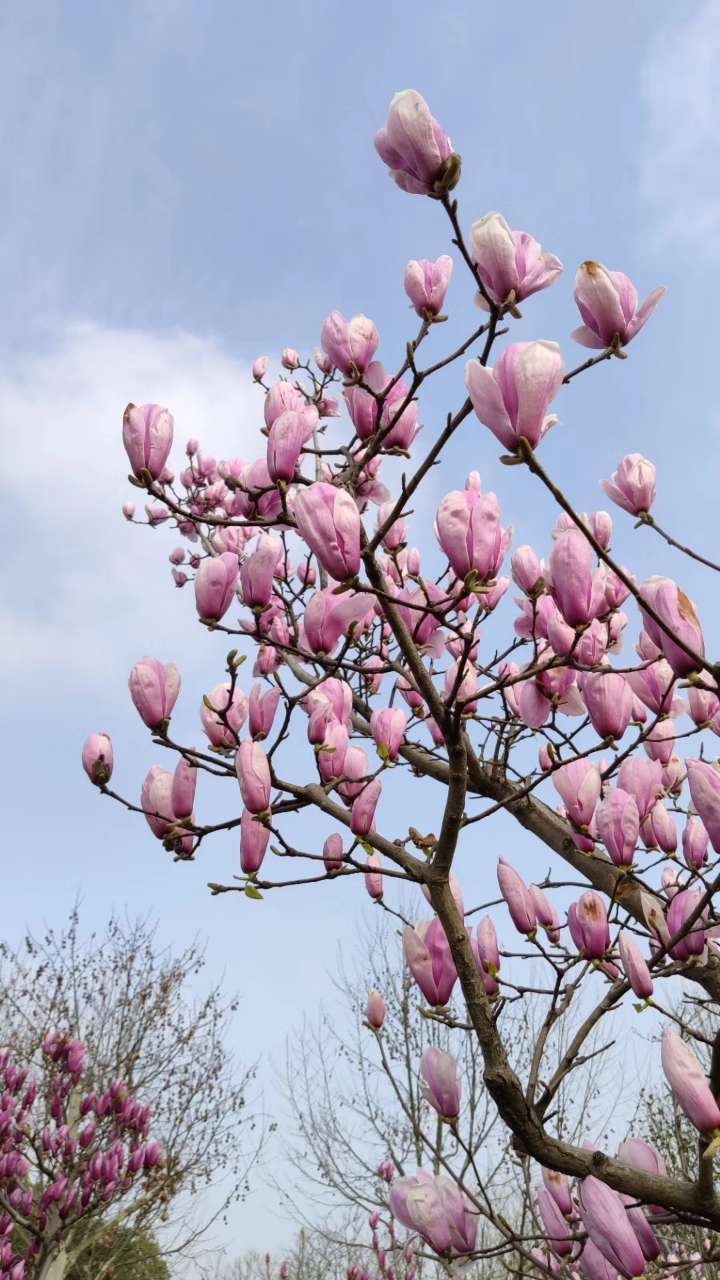 春天里的玉兰花～神山公园